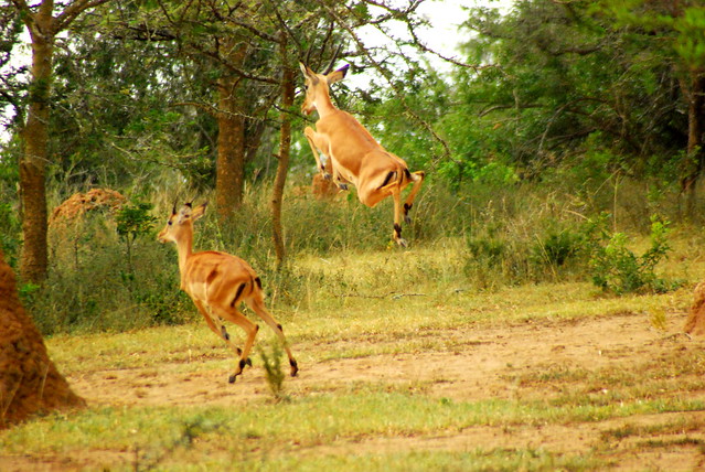 Read more about the article Why Uganda Should Be Your Next Safari Destination