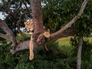 Read more about the article Queen Elizabeth National Park Itinerary