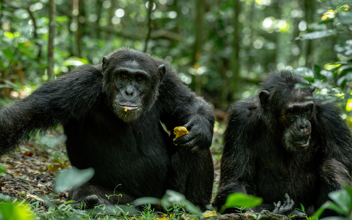 Read more about the article KIBALE FOREST NATIONAL PARK