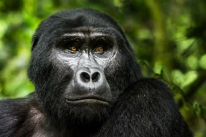 Read more about the article 3 Day Gorilla Tours Uganda