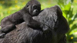 Read more about the article Why Visit Gorillas in Africa